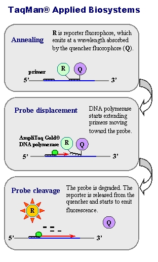 qPCR principle