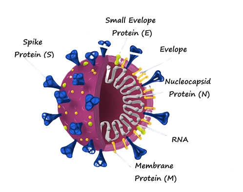 Molecular Test & Antigen Test In Covid-19 Diagnosis